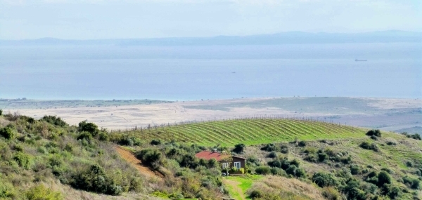 Gali Şarapları Gelibolu bağları